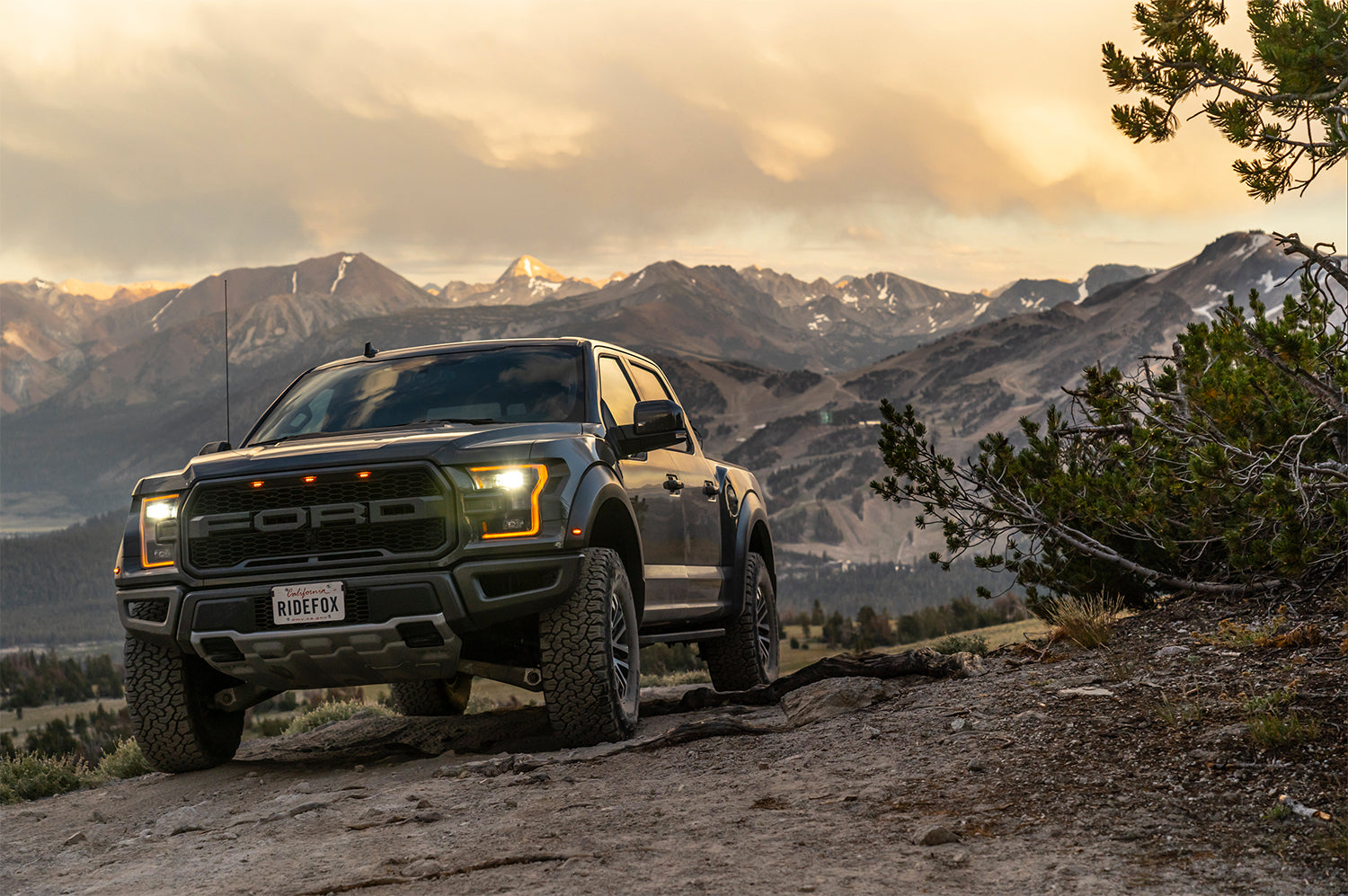 fox-stock-photo-my19-raptor-a.jpg